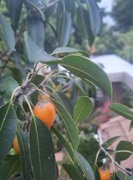 Image result for Agelanthus sambesiacus