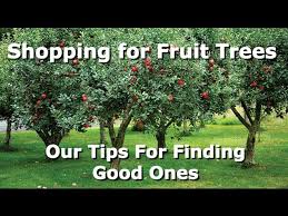 The business has grown to become one of the 10 largest independent retail…. Shopping For Our Fruit Trees Tips For Buying Youtube
