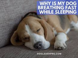 Rapid breathing is something almost all puppies do when they fall asleep. Puppies Breathing Fast Fast Breathing In Dogs Why Dog Breathing Fast And Hard Causes And Symptoms My Puppy Is Breathing Fast When Sleeping Google Maps Get Directions