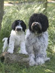 He had seen an ad in a canine revue, about barbet puppies available in the south of france. Barbet Puppy Price