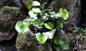 Image result for Adiantum reniforme