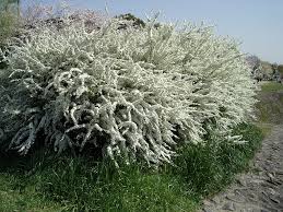 Image result for Spiraea thunbergii