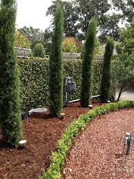 I Did Italian Cypress Boxwood And Fig Ivy On The Wall Italian Cypress Trees Tuscan Landscaping Italian Cypress