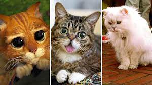 Nombres De Gatos Famosos Macho Y Hembra Divertidos Y Originales