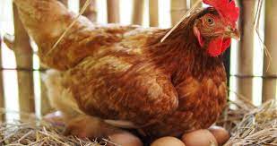 Cual Es La Mejor Gallina Ponedora Mundogallina