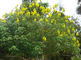 Image result for Crotalaria agatiflora