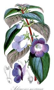 Image result for Gesneriaceae