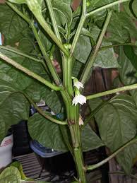 During pollination, pollen is transferred from the anthers to the stigma, or central part of the flower, causing fertilization. Will My Pepper Plant Self Pollinate Or Do I Need To Find Female Male Flowers And Manually Do It Hydroponics
