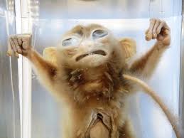 Skull Of T. Asiatica In Dorsal And Reconstructed Lateral View; (Ivvp... |  Download Scientific Diagram