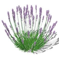 Dynascape Sketch3d Landscape Specific Plugins Textures And Components For Sketchup Landscape Diagram Landscape Projects Landscape