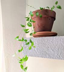 Image result for Asparagus asparagoides