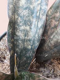Image result for Sansevieria kirkii