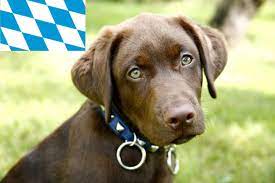 labrador zuchter in bayern labradorseite de