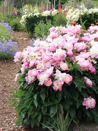Pin Auf Fiori