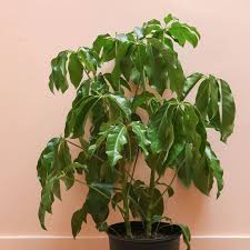 Image result for Schefflera