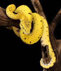Young Green Tree Python Pet Snake Cute Snake Beautiful Snakes
