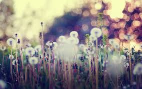 Vintage Flowers Wallpaper Hd Vintage Nature Wallpaper Uk Tumblr For Sale Designs Patterns Iphone Vintage Flowers Wallpaper Dandelion Wallpaper Nature Wallpaper