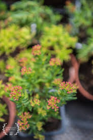 Image result for Crassula sarcocaulis