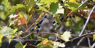 Image result for Vitis