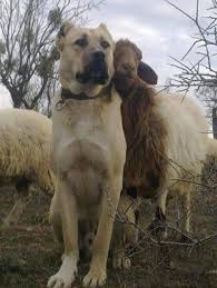 Kangal Kangal Kopegi Kopek Hayvan