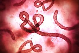 Ebola, also known as ebola virus disease (evd) or ebola hemorrhagic fever (ehf), is a viral hemorrhagic fever in humans and other primates, caused by ebolaviruses. Biomarker May Predict Ebola Virus Survival The Brink Boston University