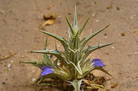 Image result for Blepharis buchneri