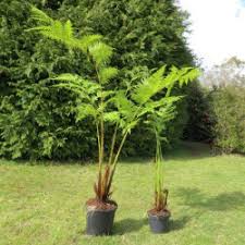 Image result for Cyathea dregei