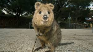 12 Fabulous Animals That Start With The Letter Q Animals Quokka Happy Animals