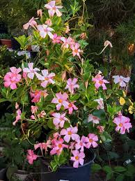 Mandevilla Vine Hybrid Pink Mandevilla Vine Vines Plants