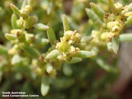 Image result for Suaeda articulata
