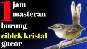 Ciblek kristal dicirikan dengan warna putih di seluruh bagian bawah burung dari dada sampai perut. Satu Jam Masteran Burung Ciblek Kristal Gacor Youtube