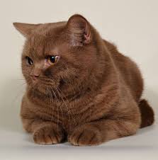 British cinnamon shorthair cat por breeds of cats photo blog. British Shorthair Cinnamon Cat Whitecat British Shorthair Cats Pretty Cats Cute Cats And Kittens