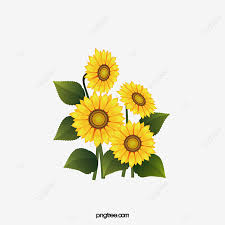 Unduh gratis berbagai kategori gambar bunga & alam menakjubkan. Gambar Bunga Matahari Clipart Bunga Matahari Bunga Matahari Kuning Png Transparan Clipart Dan File Psd Untuk Unduh Gratis