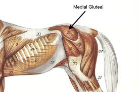 Back to the backside with a look at the three gluteal muscles and what they're there for. The Medial Gluteal Muscle