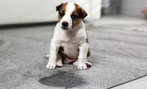 We did not find results for: Why Is My Dog Peeing On The Carpet Your Questions Answered