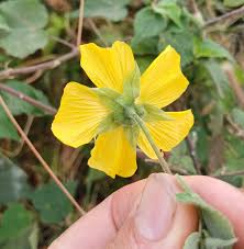 Image result for Abutilon grantii