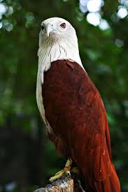 Setidaknya untuk tambahan pengetahuan meskipun tidak ingin membelinya. Merupakan Kekayaan Fauna Eksotik Indonesia Elang Bondol Jadi Maskot Kota Jakarta Cantik Perkasa Yukepo Com