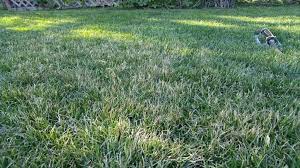 Maybe you would like to learn more about one of these? Shade Sod Establishment Tips And Tricks Greenhorizons News