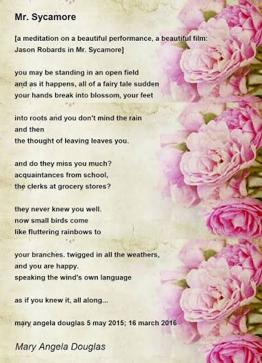 Mr. Sycamore - Mr. Sycamore Poem by Mary Angela Douglas