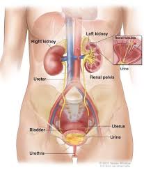 Anatomy Of The Female Urinary System Shows The Right And Left Kidneys The Ureters The Bladder Filled With Urine Human Body Organs Uterine Polyps Body Organs