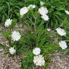 Image result for Lankesteria alba