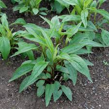 Image result for Gutenbergia leiocarpa