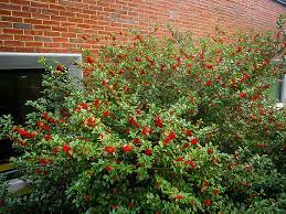 Ilex x meserveae 'blue maid' is a female variety of blue holly. Blue Maid Holly Bushes For Sale The Tree Center