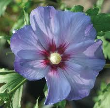 Image result for Hibiscus seineri