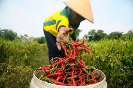 8 penyakit abiotik pada tanaman cabai (abiotic disease). Mempertahankan Sumut Agraris Jadi Prioritas