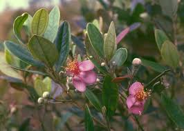 Image result for Rhoicissus tomentosa