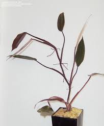 Plantfiles Pictures Philodendron Zulu Prince Philodendron By Giancarlo