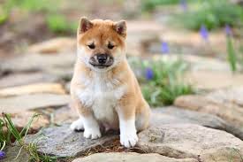 What Is The Best Dog Food For A Shiba Inu