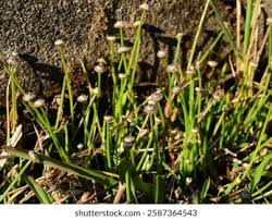 Image result for Eriocaulon truncatum