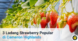 Kebun strawberi di cameron highland ada beberapa kebun strawberi yang boleh dikunjungi. 3 Ladang Strawberry Yang Popular Di Cameron Highland C Letsgoholiday My
